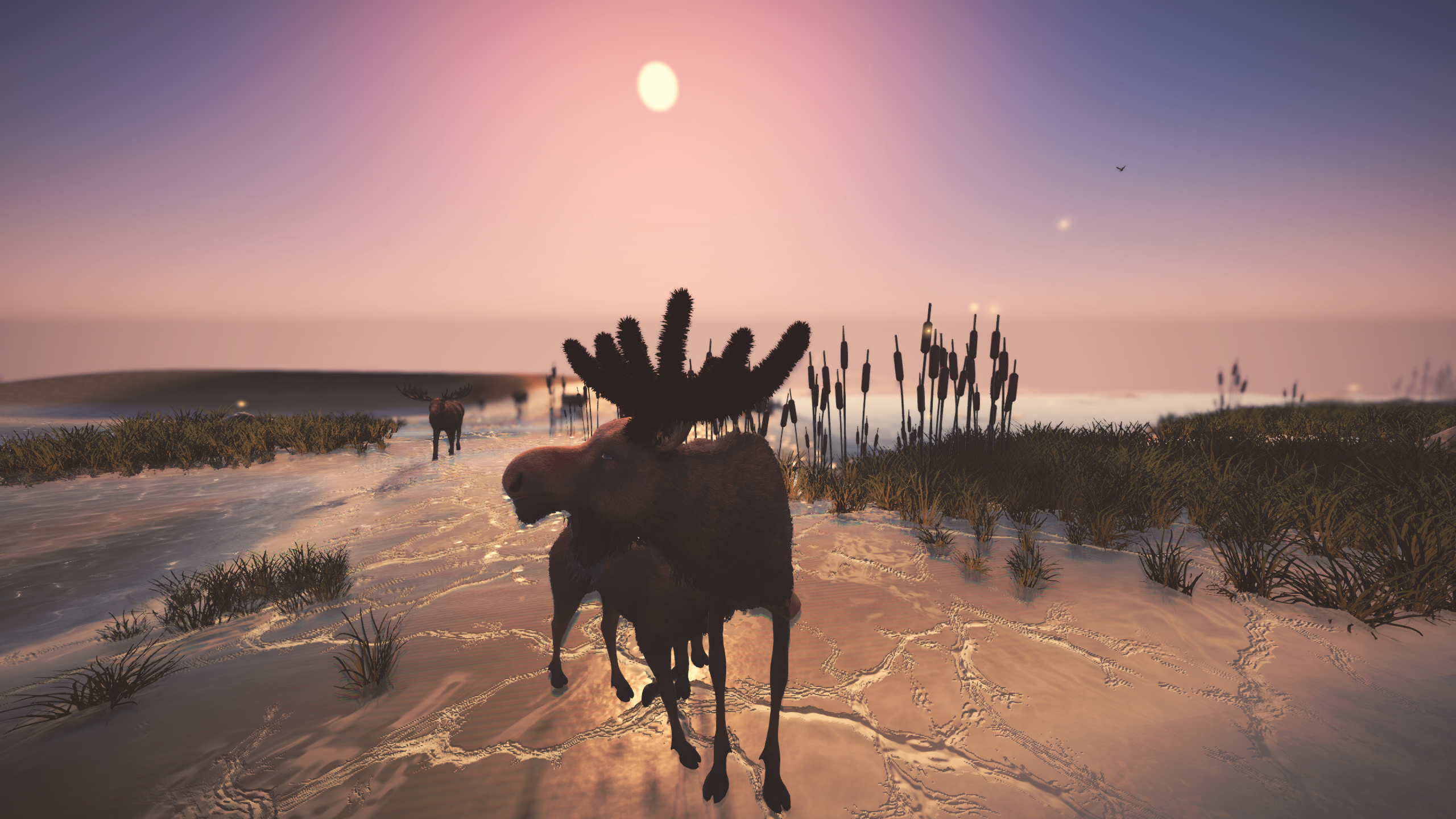 A moose at sunset on a frozen shore among cattails