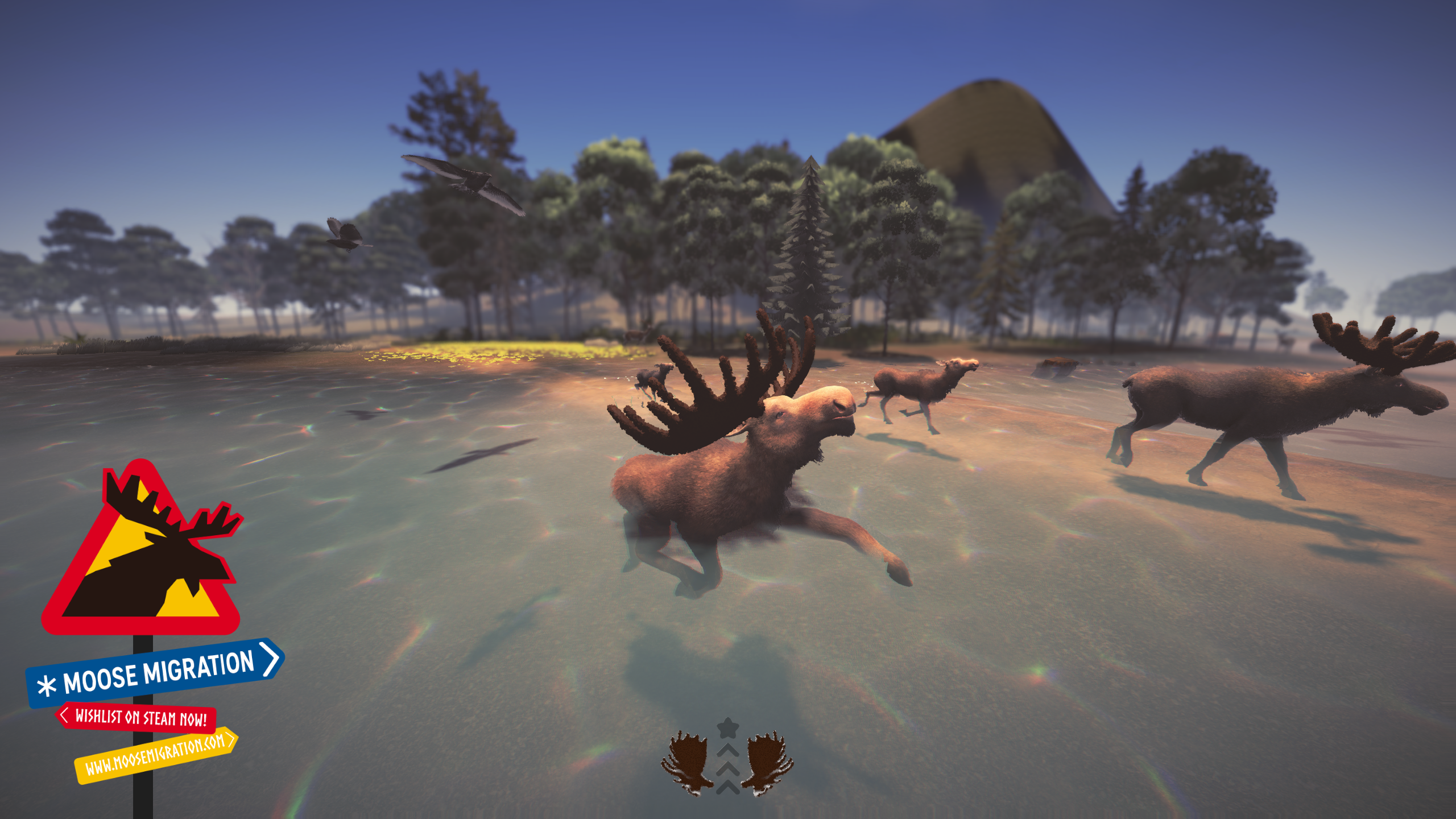 Moose splashing through a sunny lake in summer