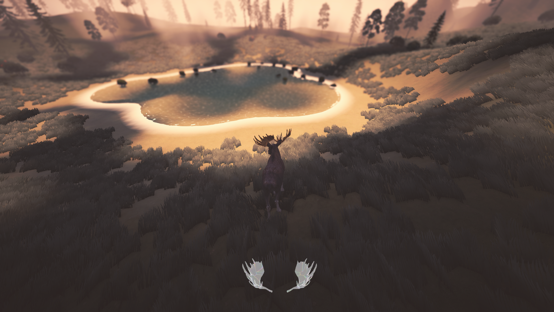Overlooking a forest lake in golden light