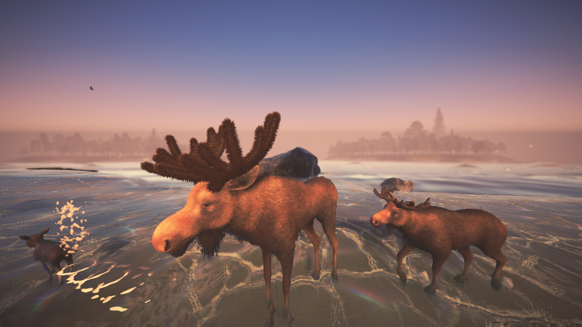 A moose wading through the shallows