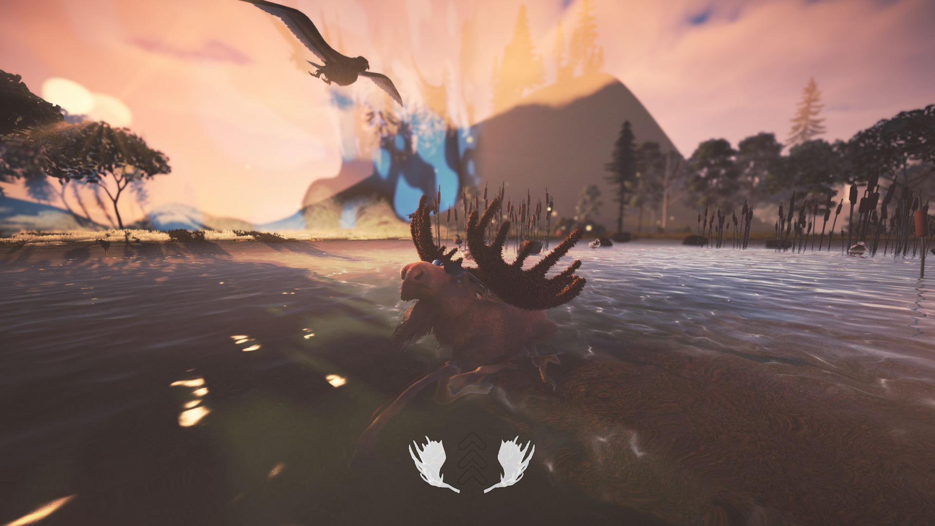 Swimming across a lake at sunset